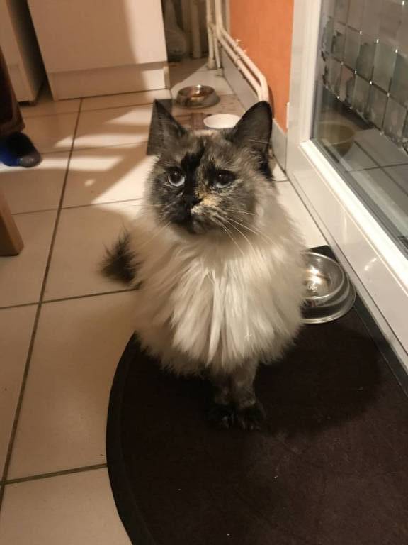 paloma pet sitter à Bordeaux 33300_0