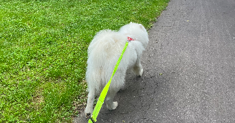 elisa pet sitter à MONTIGNY LES METZ 57950_6