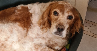 maellane pet sitter à BERNAY 27300_4