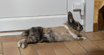 julie pet sitter à LE PLESSIS BRION 60150_3