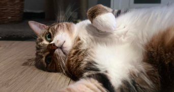 marwa pet sitter à LA CIOTAT 13600_9