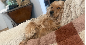 morgane pet sitter à PERIGUEUX 24000_1