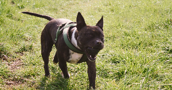 jennifer pet sitter à BREHAIN LA VILLE 54190_5