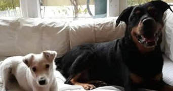 romane pet sitter à CHARTRES DE BRETAGNE 35131_6