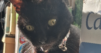gwenaëlle pet sitter à PORTIRAGNES 34420_1