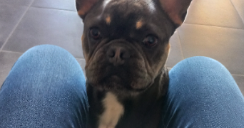 christelle pet sitter à ST AMAND LES EAUX 59230_1