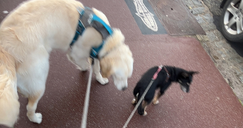 elisa pet sitter à NEUFCHATEL EN BRAY 76270_4