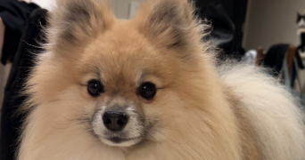 océane pet sitter à PRADES LE LEZ 34730_1