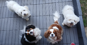 christelle pet sitter à CORBEIL ESSONNES 91100_4