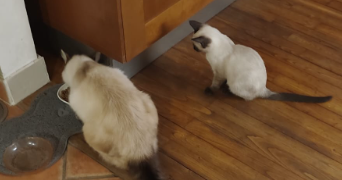 inola pet sitter à VAUX LE PENIL 77000_3