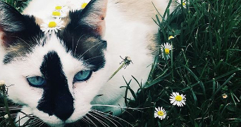 camille pet sitter à Bordeaux 33000_1