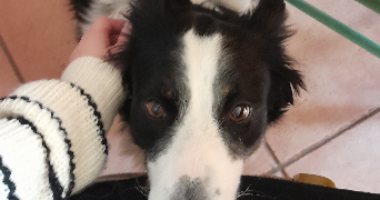 alice pet sitter à BREST 29200_3