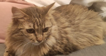 isabelle cat sitter à TOULOUSE 31300_2