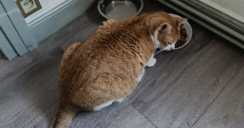 mégan pet sitter à MULHOUSE 68200_9
