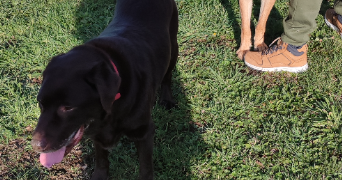 veronique pet sitter à ST LEONARD DE NOBLAT 87400_0