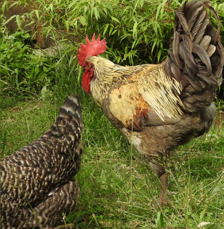 claire pet sitter à Vernon 27200_7