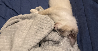 fanny  pet sitter à Noirmoutier-en-l'Île 85330_0