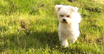 lucas pet sitter à MONTIGNY LE BRETONNEUX 78180_0