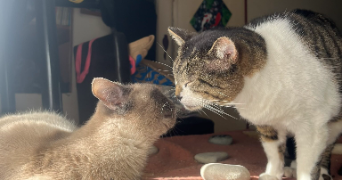 siam pet sitter à AUBERVILLIERS 93300_2