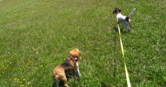 nine pet sitter à LORIENT 56100_7
