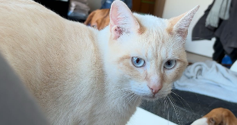 maria rosa pet sitter à Puiseaux 45390_1