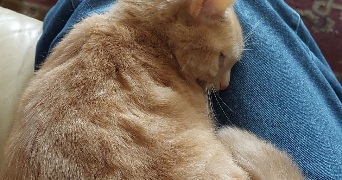 chloé pet sitter à Oullins Pierre Bénite 69600_0