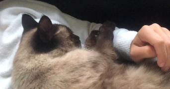 ilona pet sitter à HAGONDANGE 57300_4