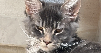 agathe pet sitter à CAVIGNAC 33620_5