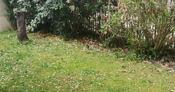 famille pet sitter à GUJAN MESTRAS 33470_2