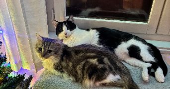 anthony pet sitter à CHABANIERE 69440_1