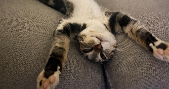 victoire pet sitter à ST GEORGES D ORQUES 34680_3