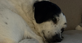 laurent pet sitter à HUNINGUE 68330_5