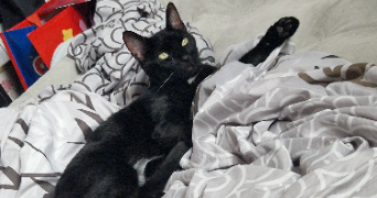 chloé pet sitter à AGNETZ 60600_1