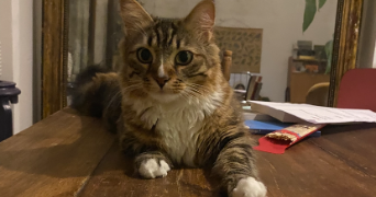 margaux pet sitter à FRESNES 94260_6