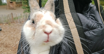 geraldine pet sitter à LIMOGES 87100_2