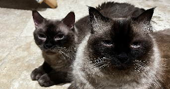 lisa cat sitter à NICE 06000_6