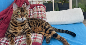 lise pet sitter à Auray 56400_5