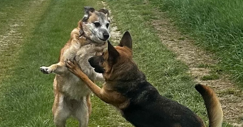 anaelle pet sitter à REIMS 51100_5