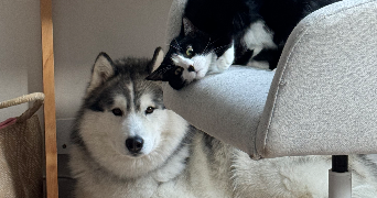 soufiane pet sitter à PARIS 13 75013_2