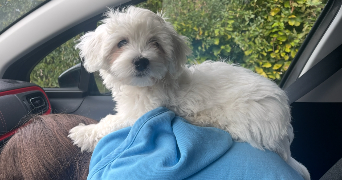 sélène pet sitter à MONT ST AIGNAN 76130_3
