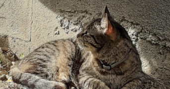 elsa pet sitter à TOULOUGES 66350_2