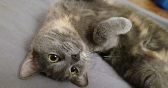 noémie pet sitter à PARIS 11 75011_2