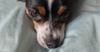 clara pet sitter à ARRAS 62000_1