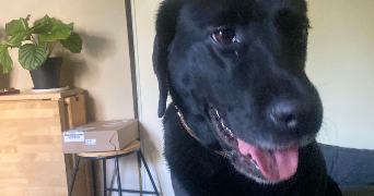 nathanaëlle dog sitter à LYON 07 69007_2