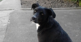 julie pet sitter à DENAIN 59220_2