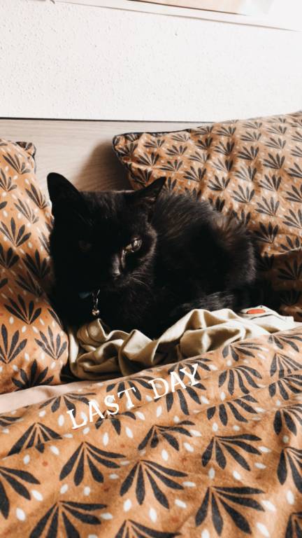 Marion pet sitter à Mérignac 33700_5