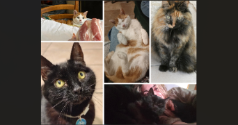 celia pet sitter à FONTENAY LE FLEURY 78330_2