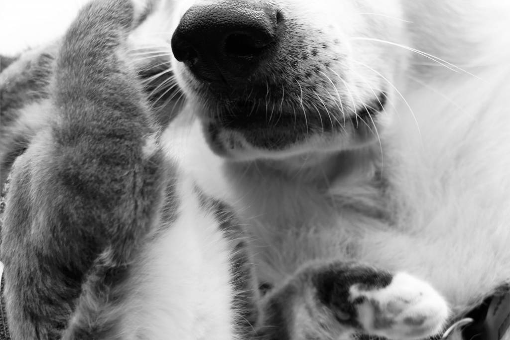 muriel pet sitter à Précy-sur-Marne 77410_6