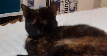 morgane pet sitter à ANDERNOS LES BAINS 33510_2