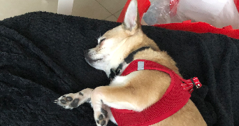leane pet sitter à BRETIGNY SUR ORGE 91220_2